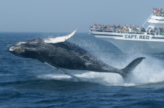 New England whale watching