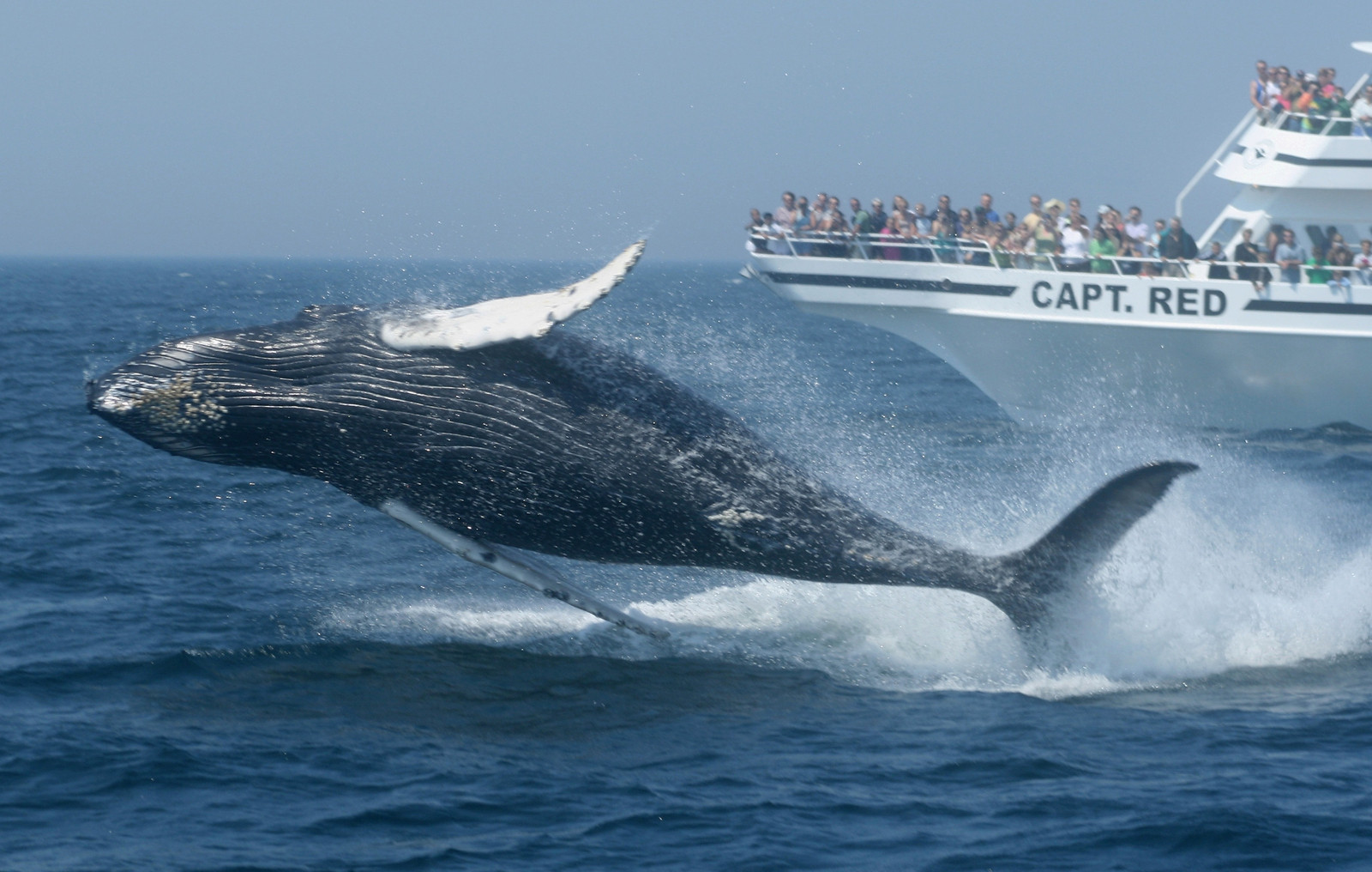 humpback whale breaching in front of a New England whale watching boat