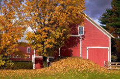 New England Fall Scene: Classic Vermont Barn with Foliage