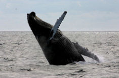 Cape Ann Whale Watch, Gloucester_ whale, Credit: Fred Goodwin/MOTT