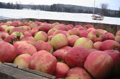 Producers use local apples to make New England hard cider