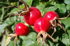New England food foraging rose hips
