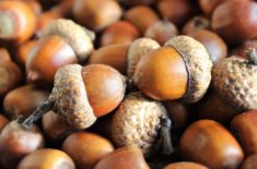 New England food foraging acorns