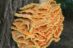 New England foraged foods chicken of the woods