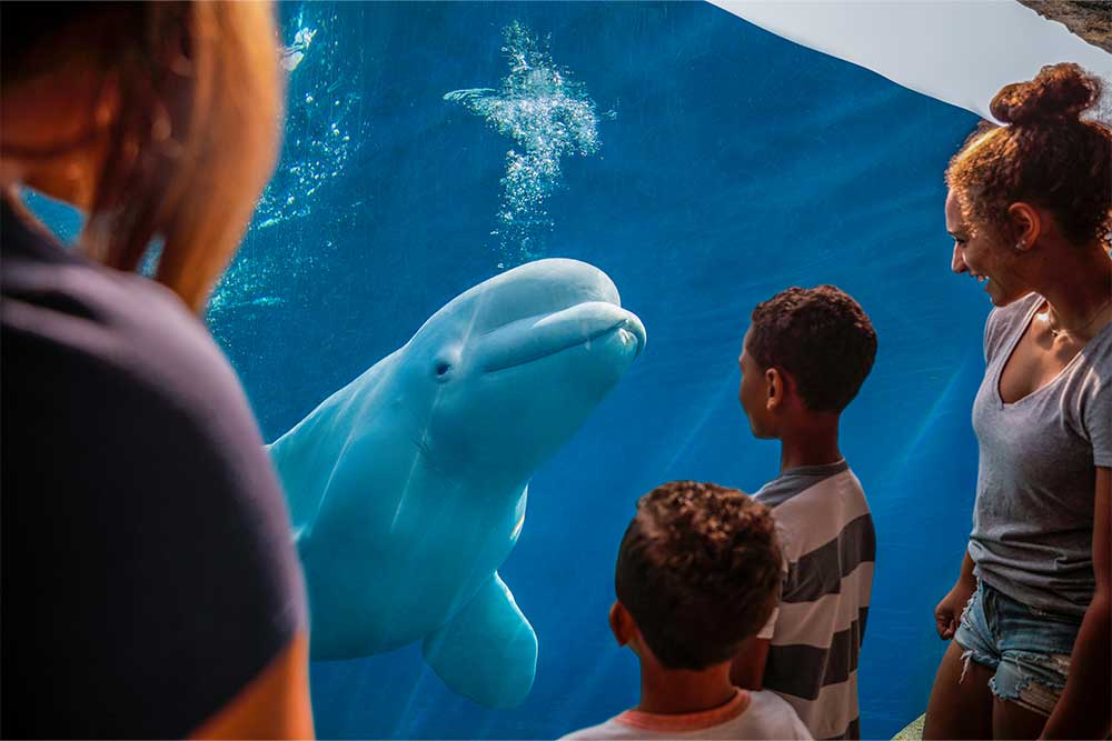 Beluga whale swimming near aquarium visitors.