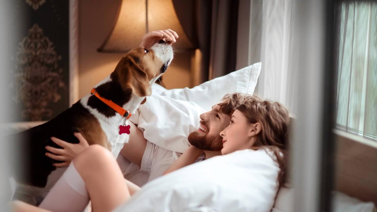 Pet and Dog Friendly Vacations in New Hampshire New England Inns and