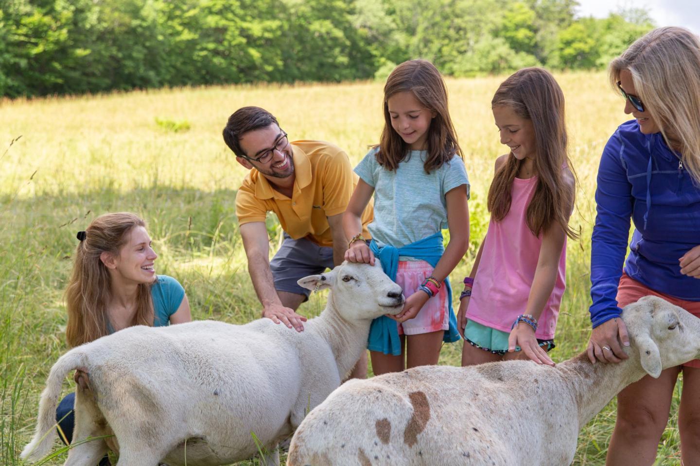 People petting sheep in a sunny field.