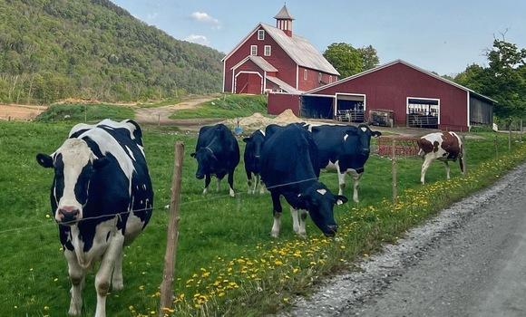 Cows grazing near a red barn and lush green hills.