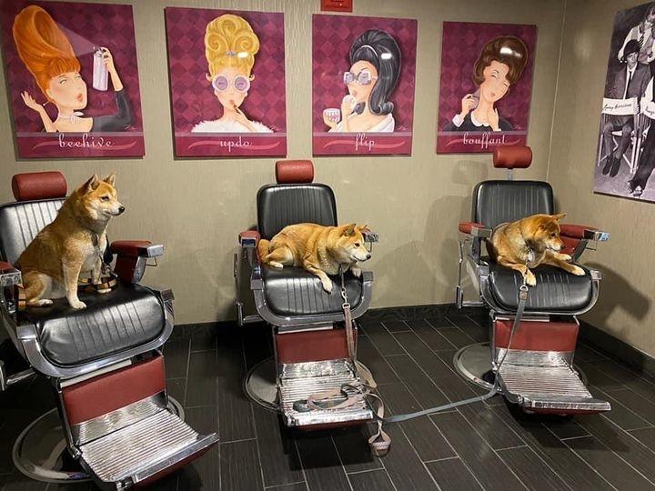 Three dogs sit on salon chairs with art on the wall behind them.