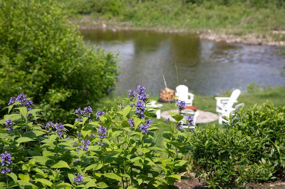 Riverbank with purple flowers, white chairs, and a fire pit