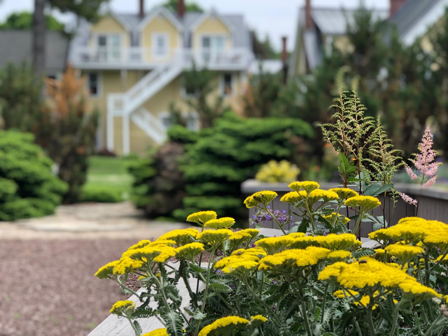 Yellow flowers in foreground, house with white stairs in blurry background.