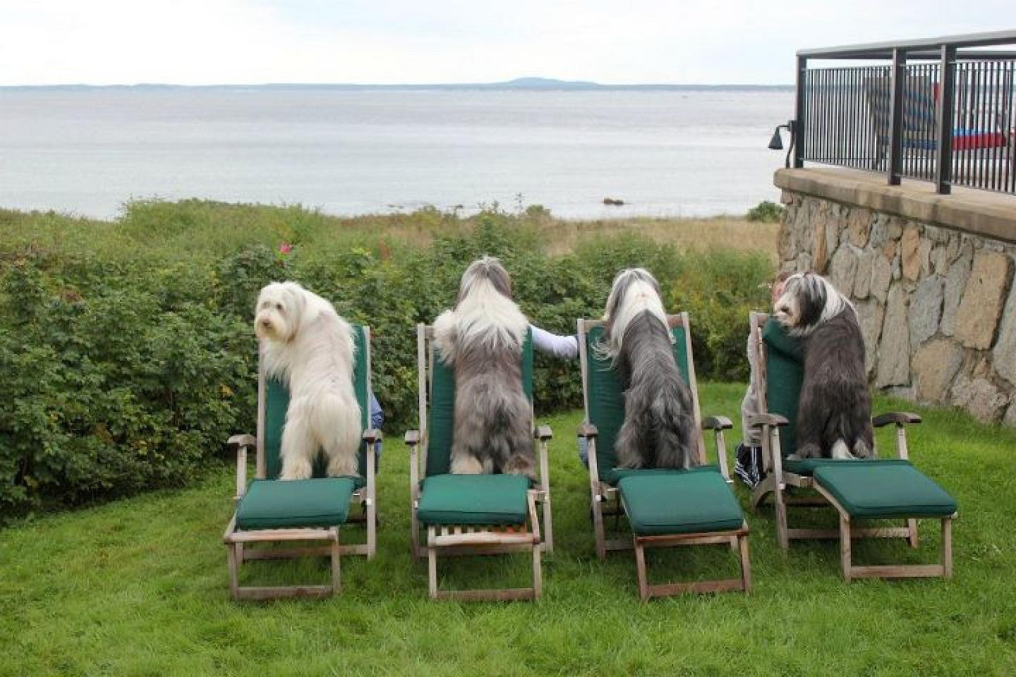 Four fluffy dogs sitting on lounge chairs facing the ocean.