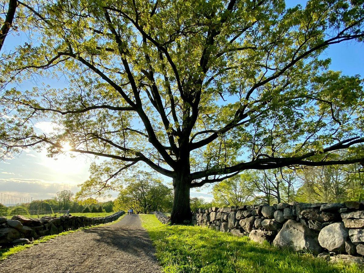 Sunlit path flanked by a large tree and stone wall.