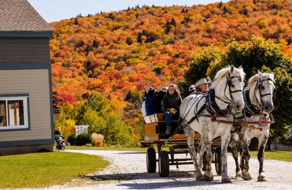 Horse-drawn carriage on road, vibrant autumn trees in background.