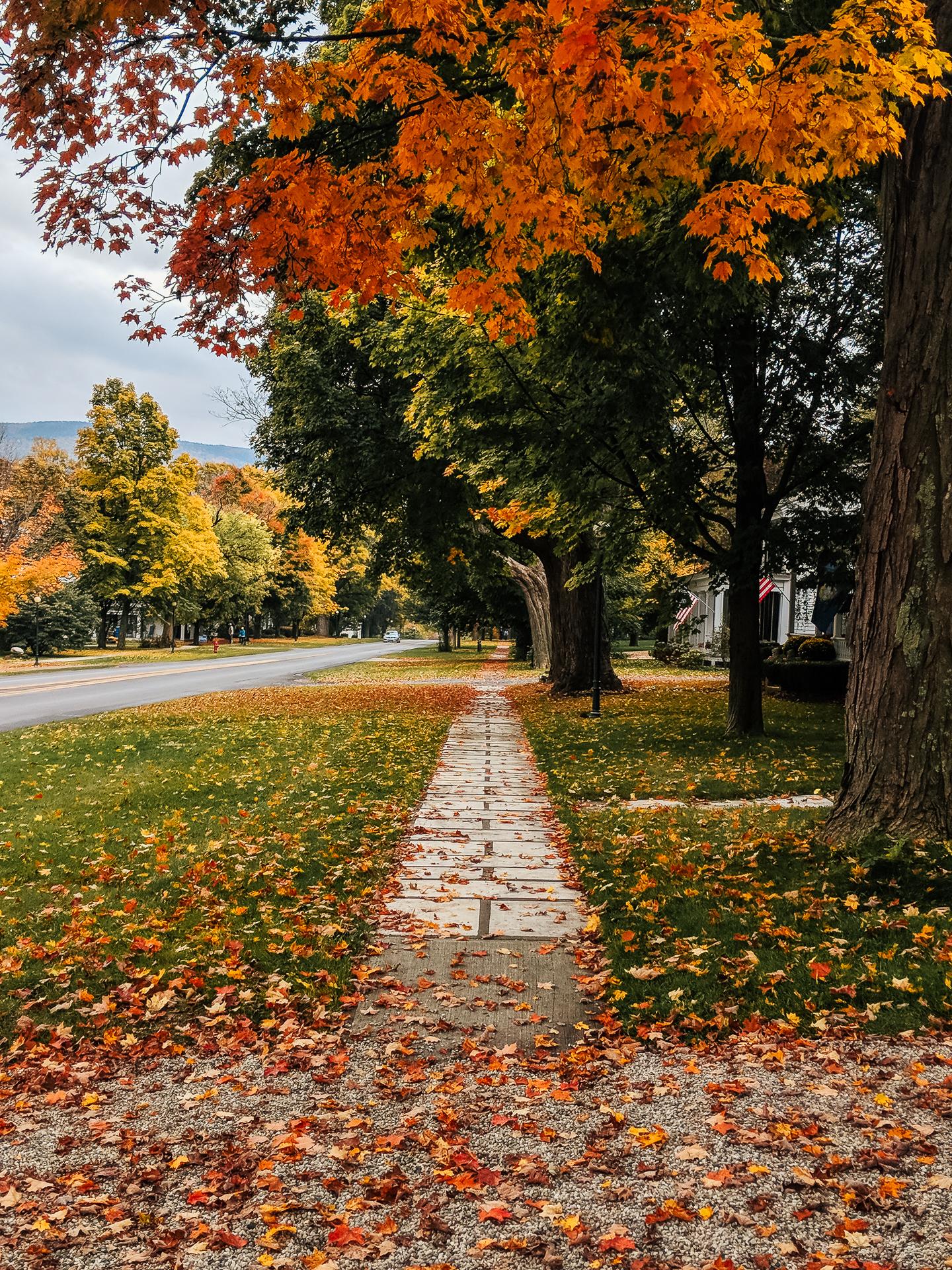 Leaf-strewn sidewalk with vibrant autumn trees lining the path.