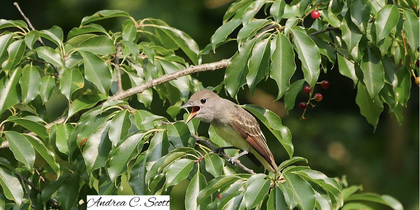 Bird perched on a branch with green leaves and red berries.