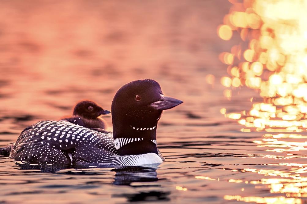 Loon swimming with chick at sunset, warm golden reflections on water.