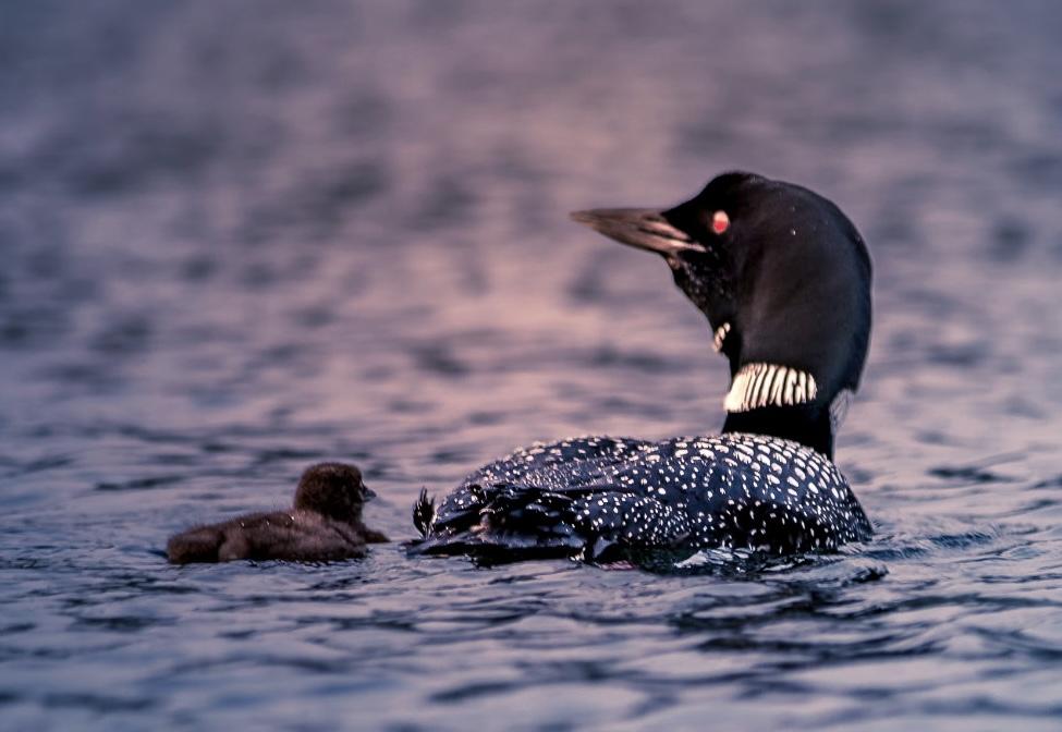 Loon with chick swimming on calm water at sunset.