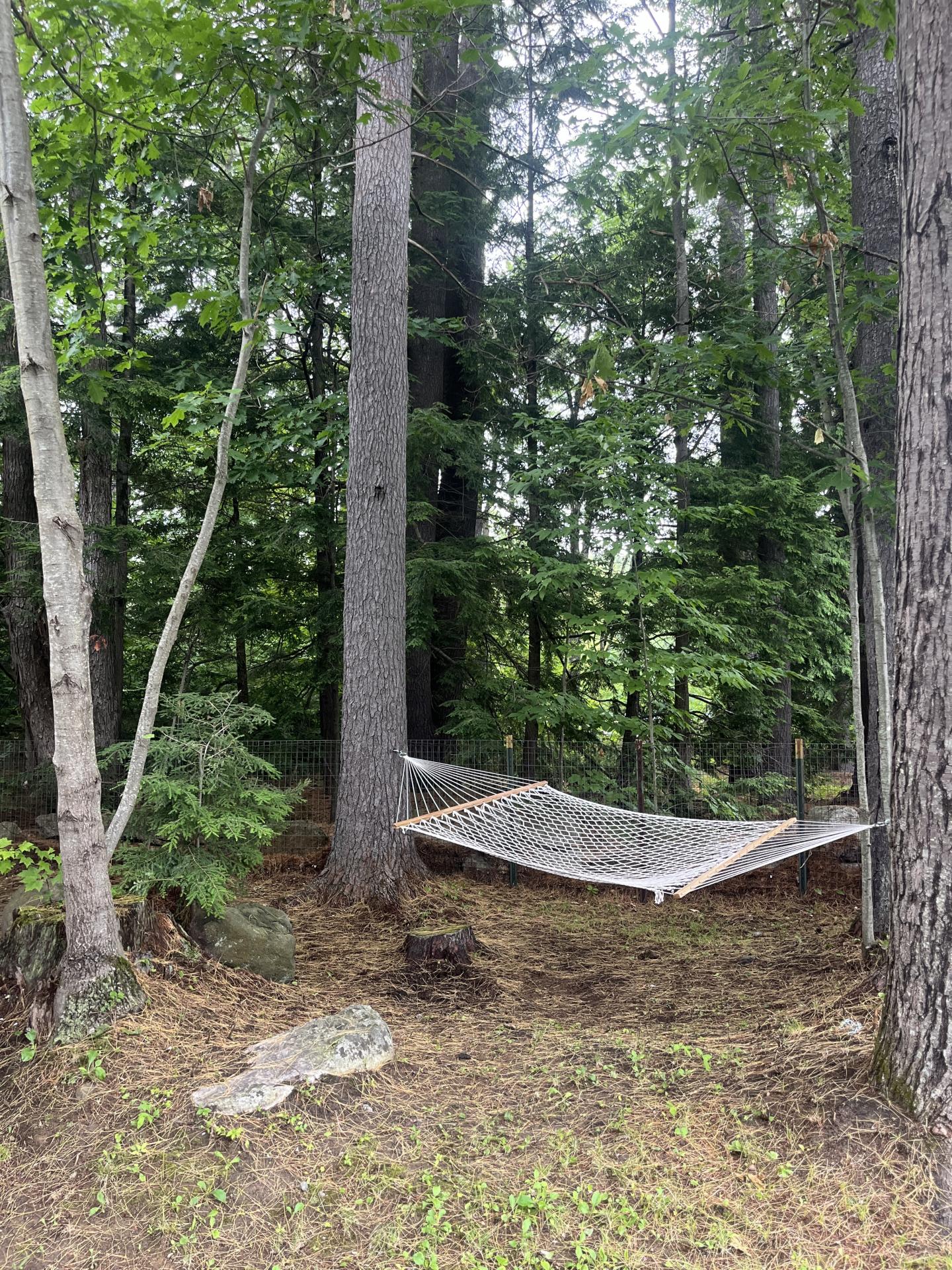Hammock strung between trees in a lush forest.