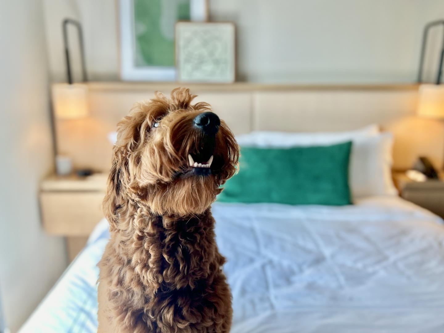 Curly-haired dog sitting on a bed in a cozy bedroom.