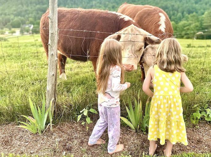 Two children in a field facing cows behind a fence.