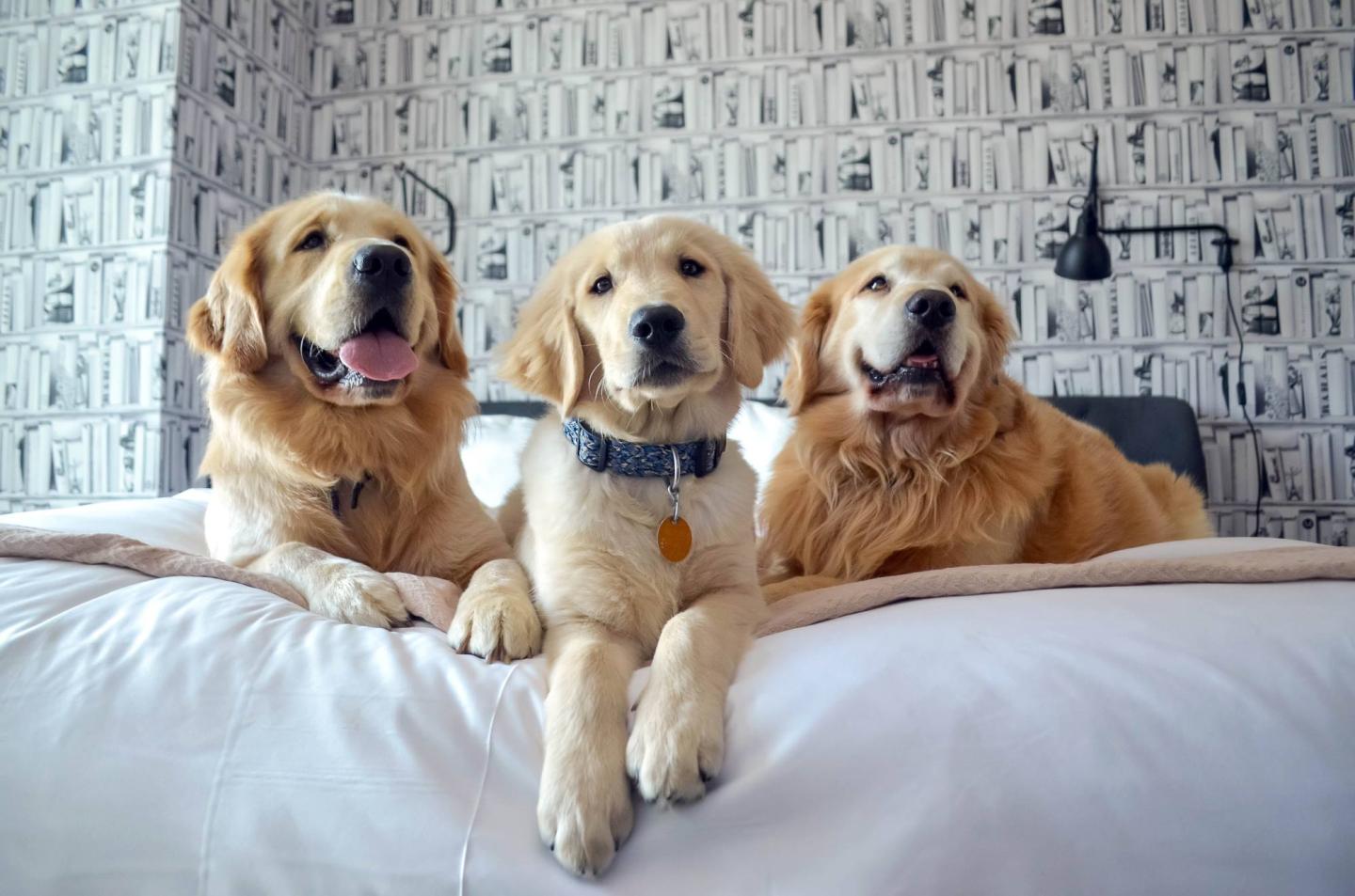 Golden retrievers lying on a bed, facing forward.