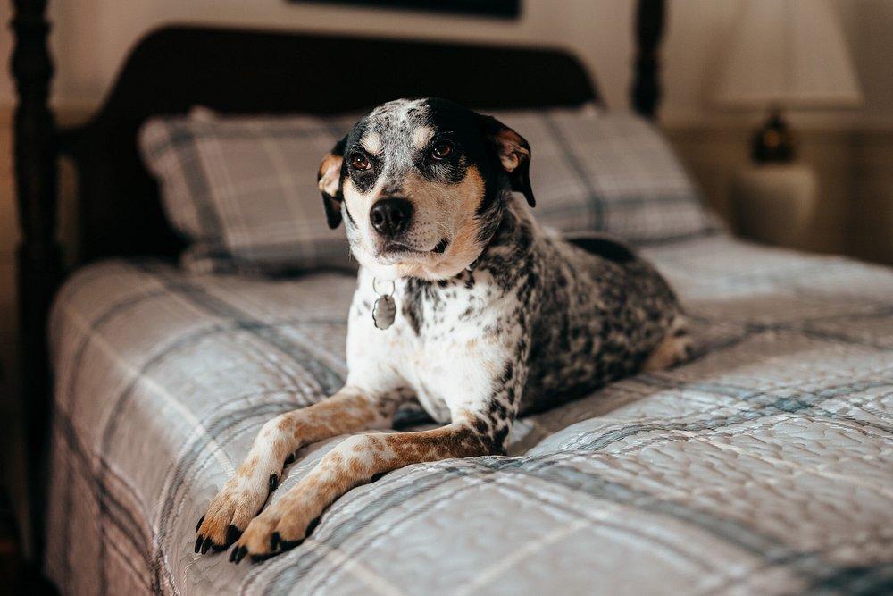 Dog resting on a plaid bedspread in a cozy room.