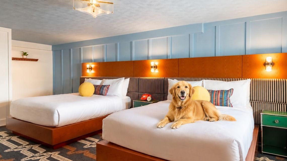 Dog lying on hotel bed in stylish room with two beds, warm lighting, and colorful pillows.