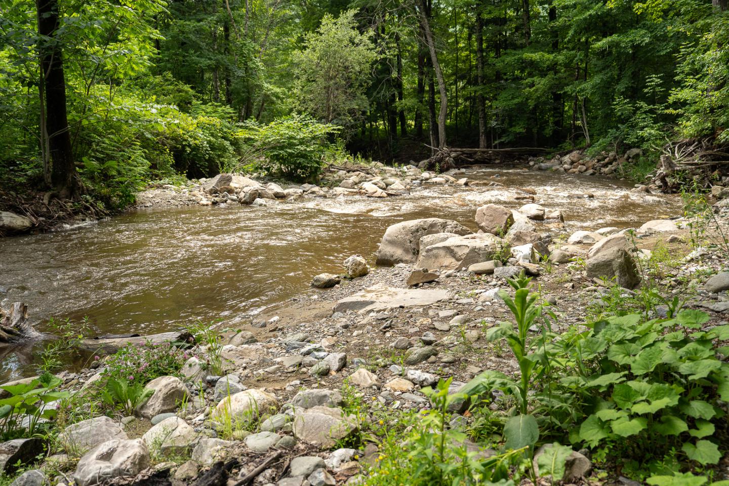 A stream flows through a lush, green forest with rocks along the shoreline.