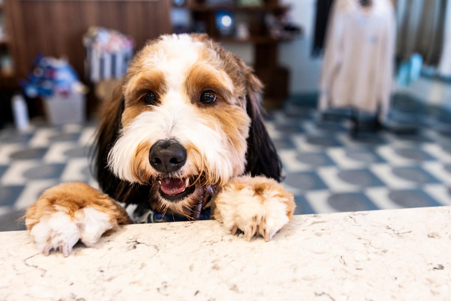 Happy shaggy dog resting its paws on a table.