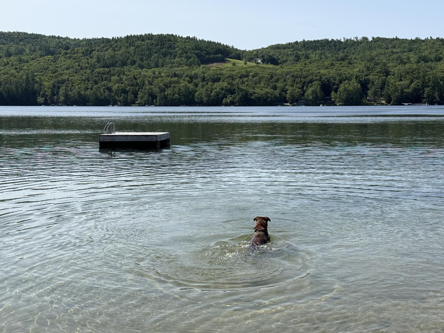 Dog wading in a calm lake, with a floating dock and forested shore beyond.