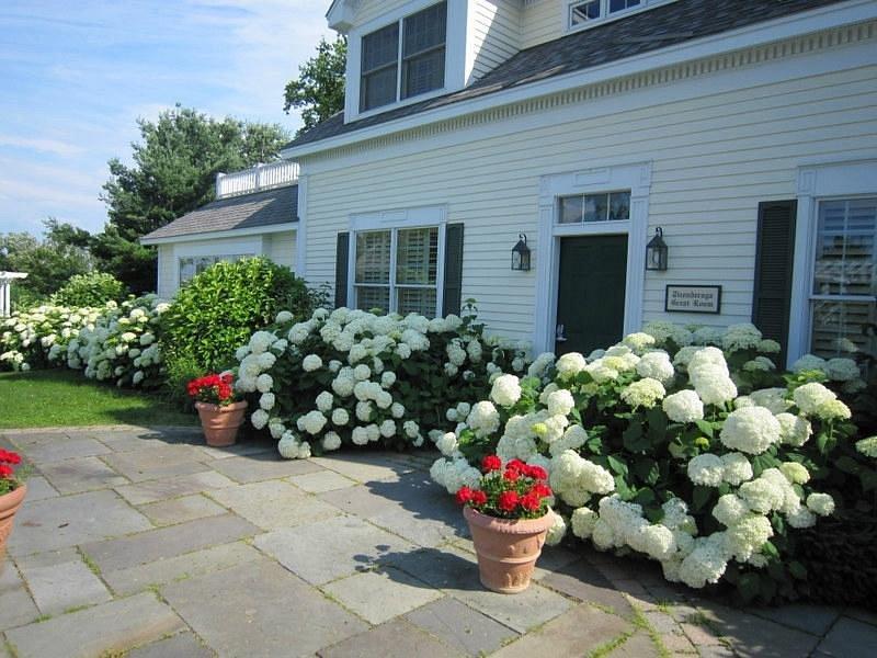White hydrangeas and red flowers line the patio of a gray house.