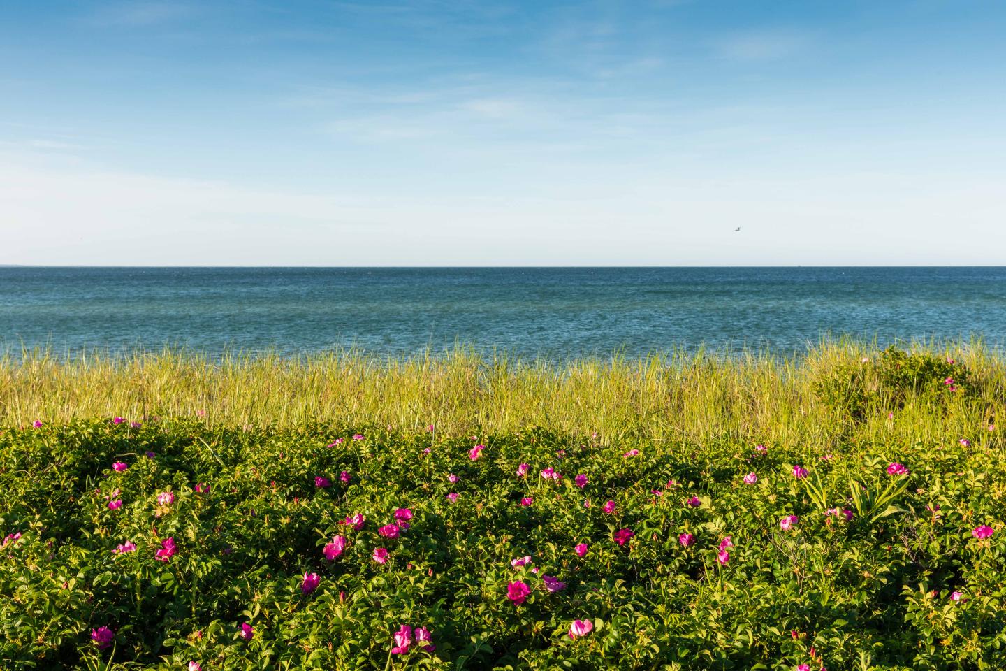 A beach view featuring lush green bushes with red flowers