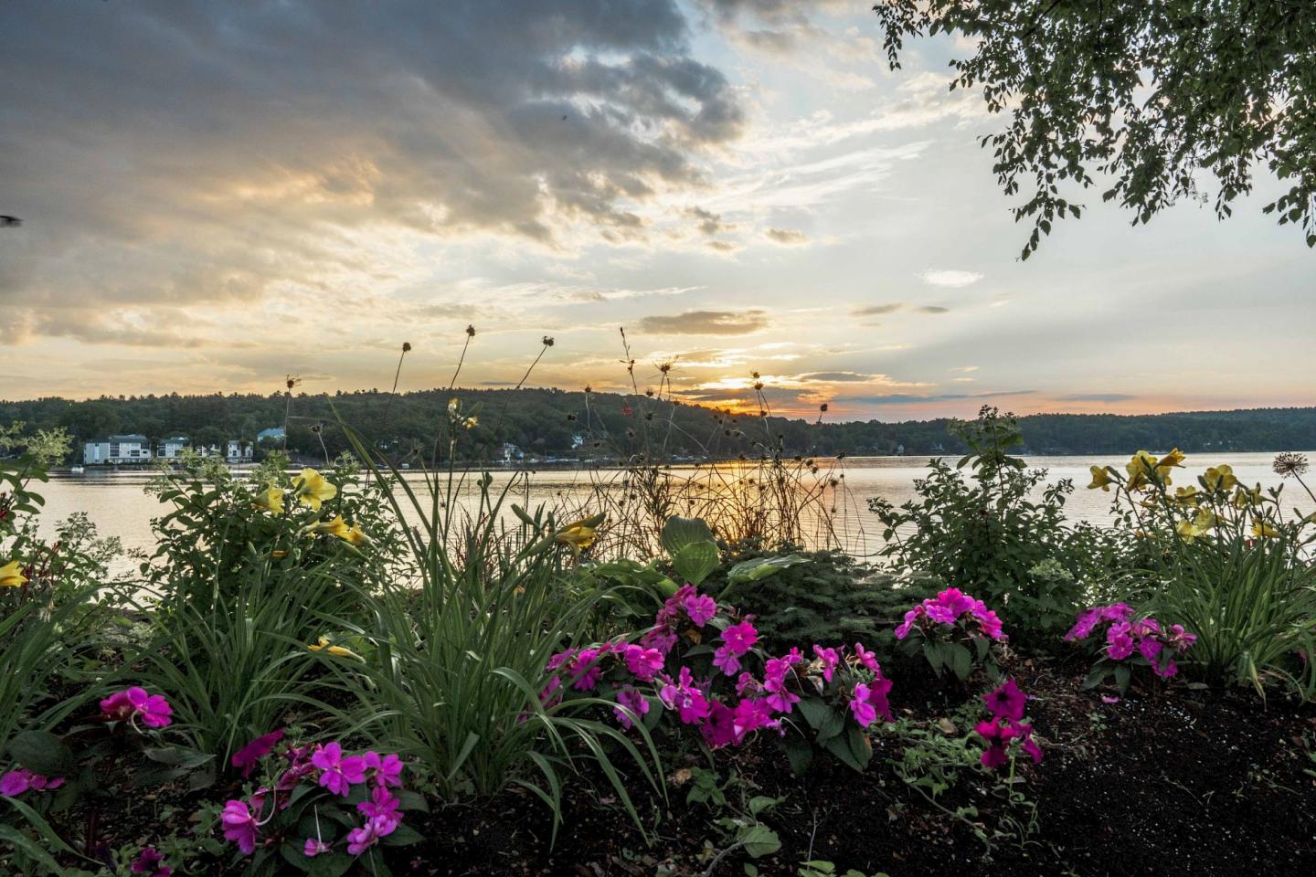 Sunset on a lake with flowers in the foreground