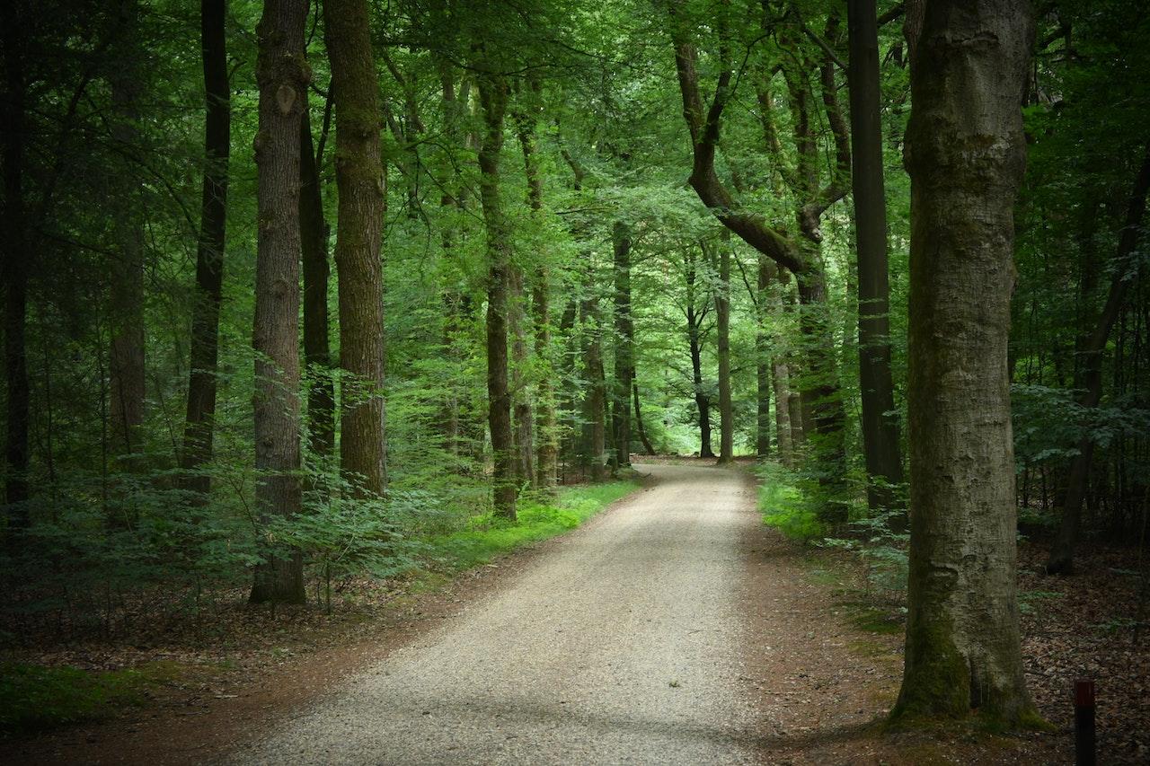 Gravel road through green forest