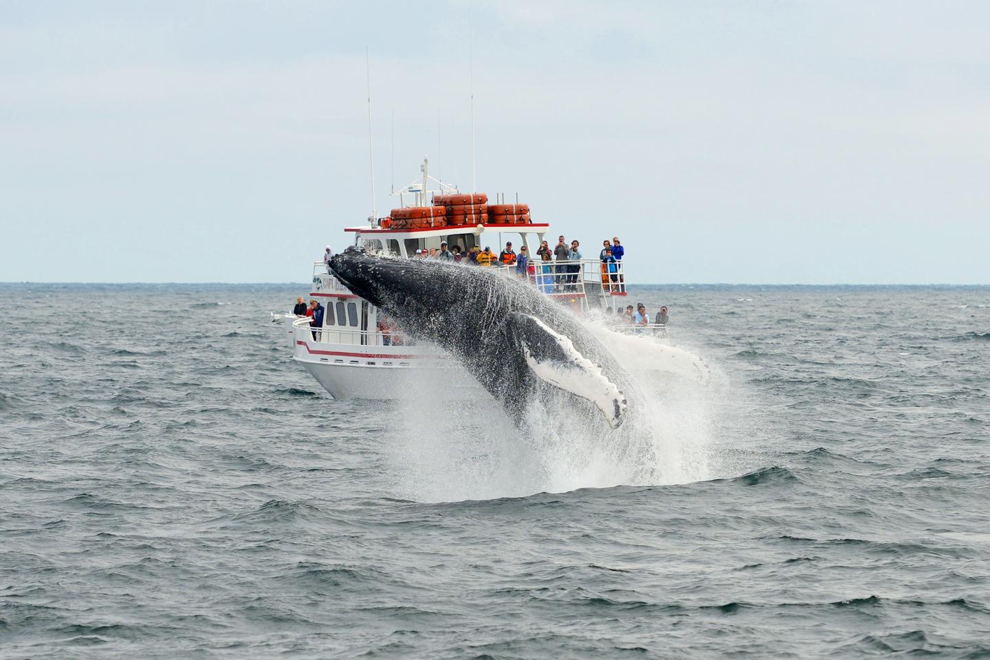 Whale jumps in front of small boat as people watch from the deck
