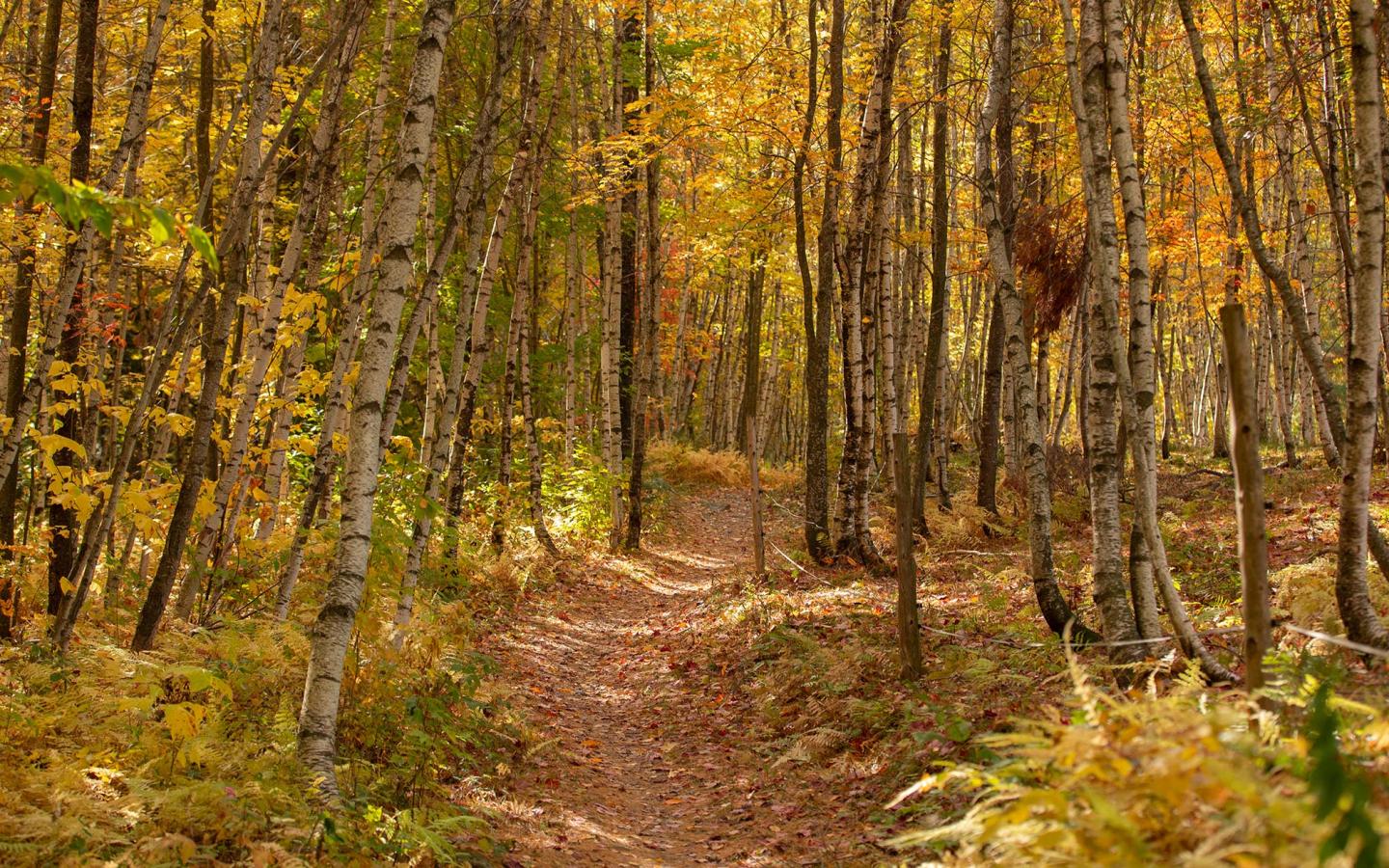 Fall foliage with a path through the middle of the trails