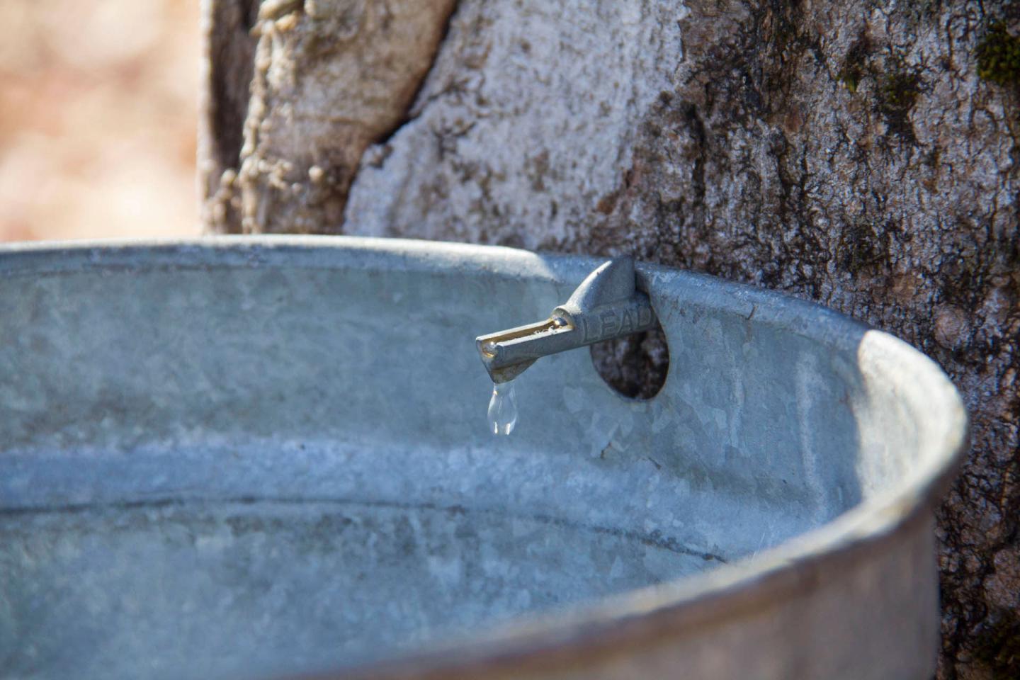 Bucket collecting sap from a maple tree that has been tapped