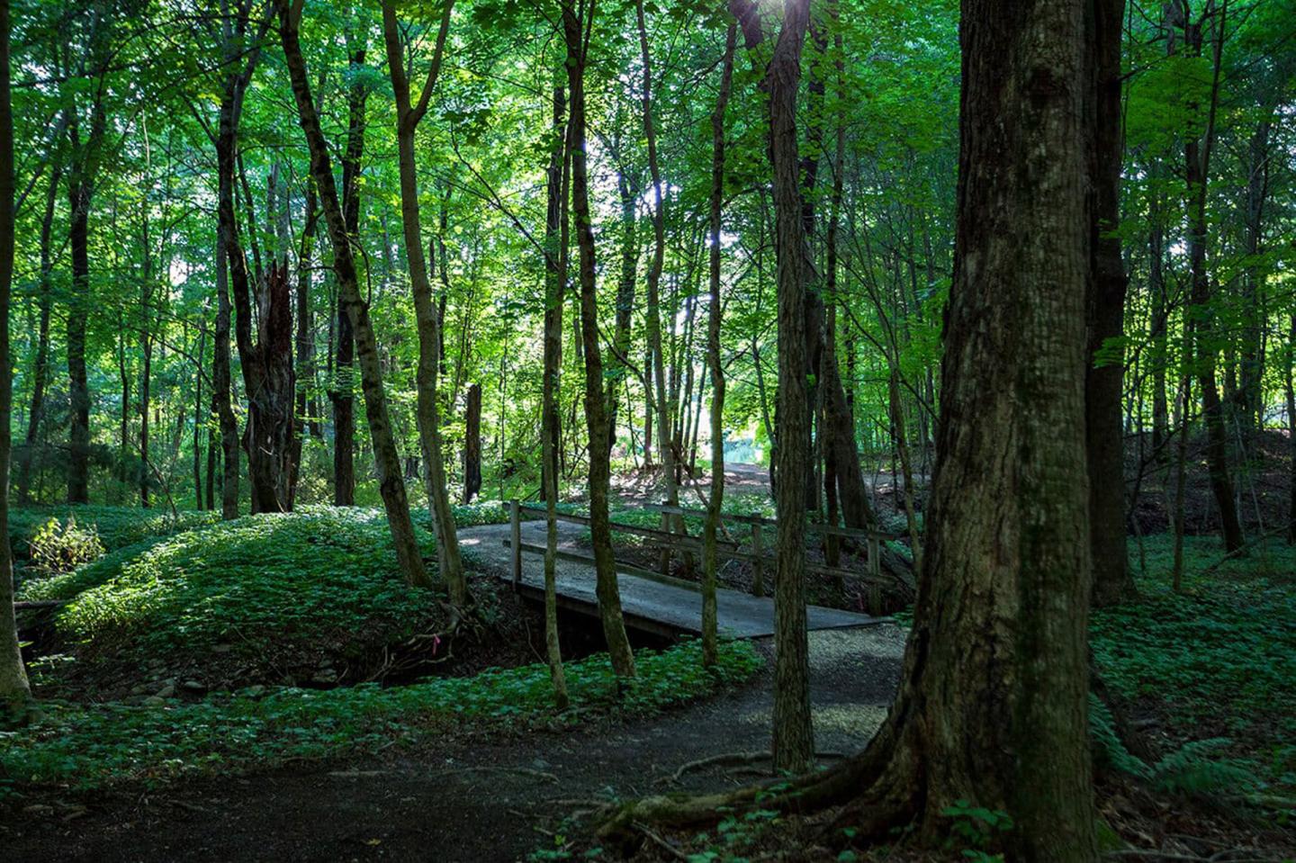 Canyon Ranch Lenox - Forest Path