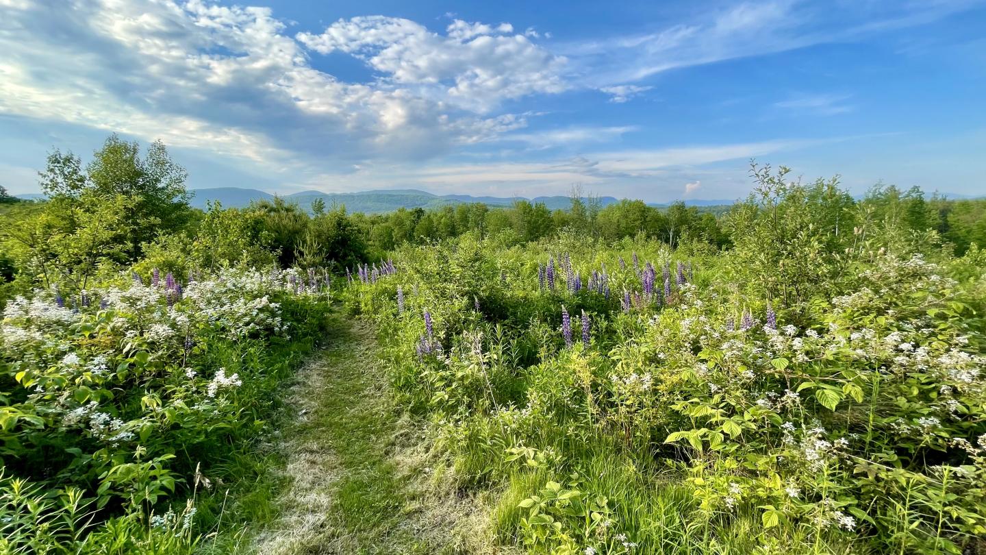 Adair Inn_Summer Field Image