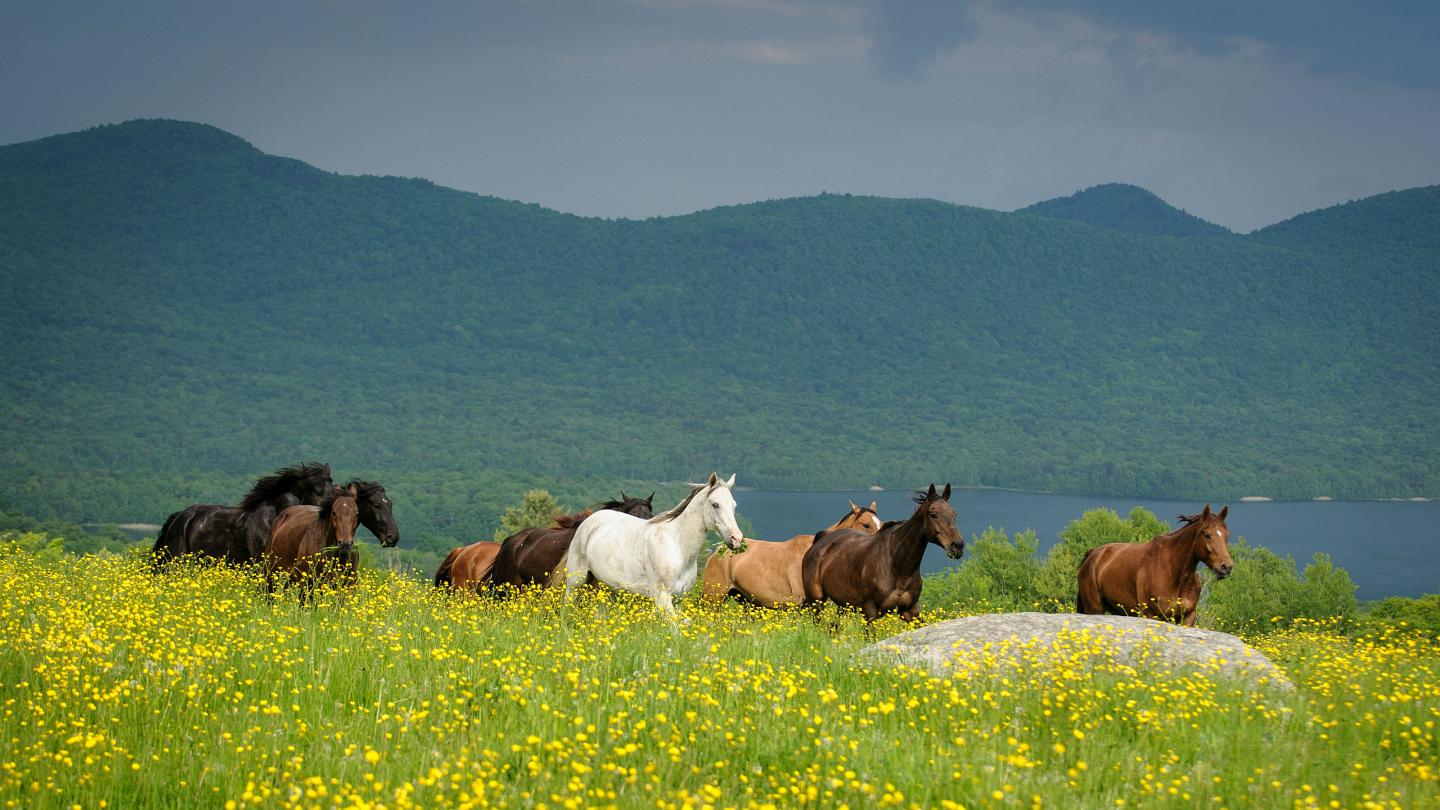 Mountain Top Inn & Resort equestrian center