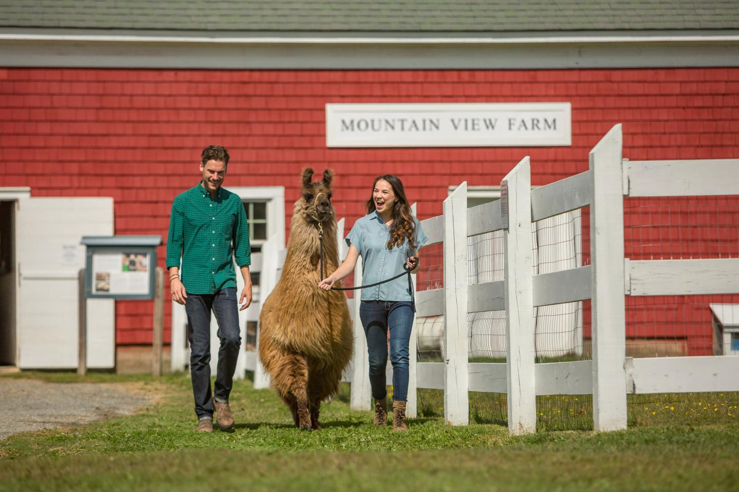 Mountain View Grand Resort and Spa - Llama