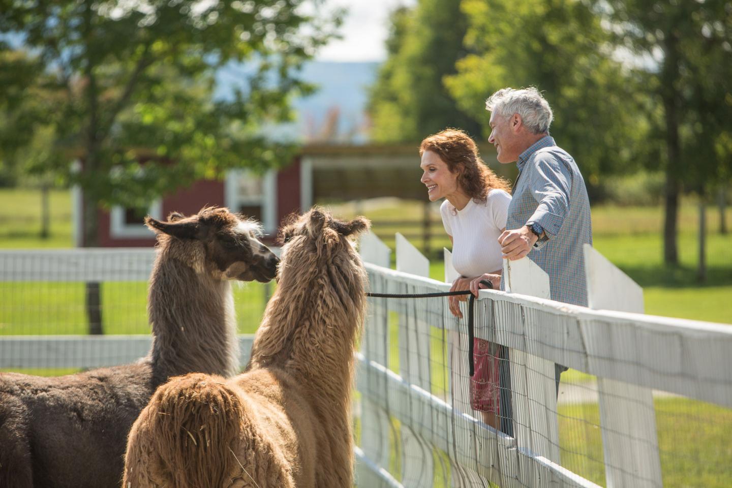 Mountain View Grand Resort and Spa - Llamas