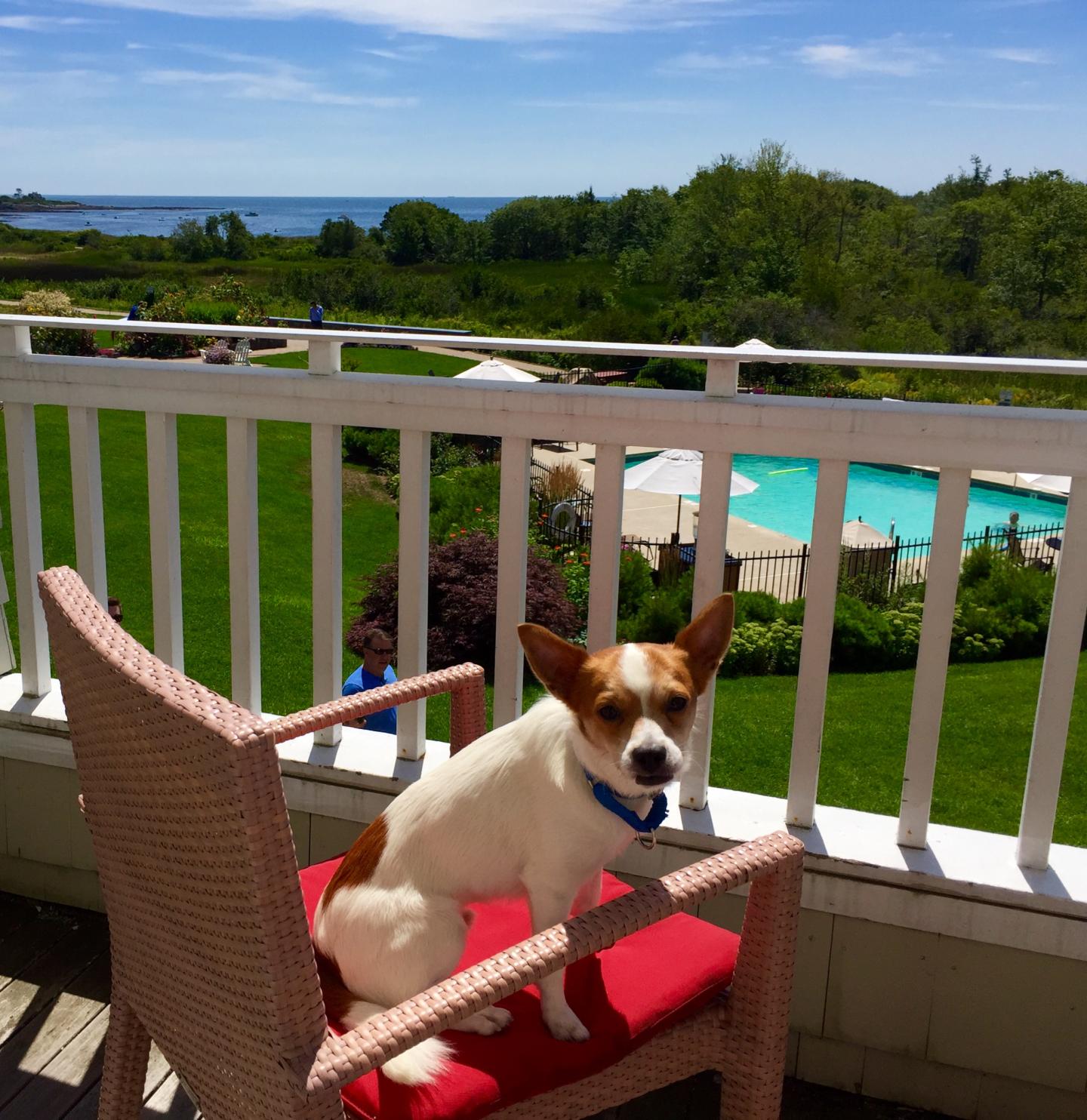 Dogs are warmly welcomed at Inn by the Sea 