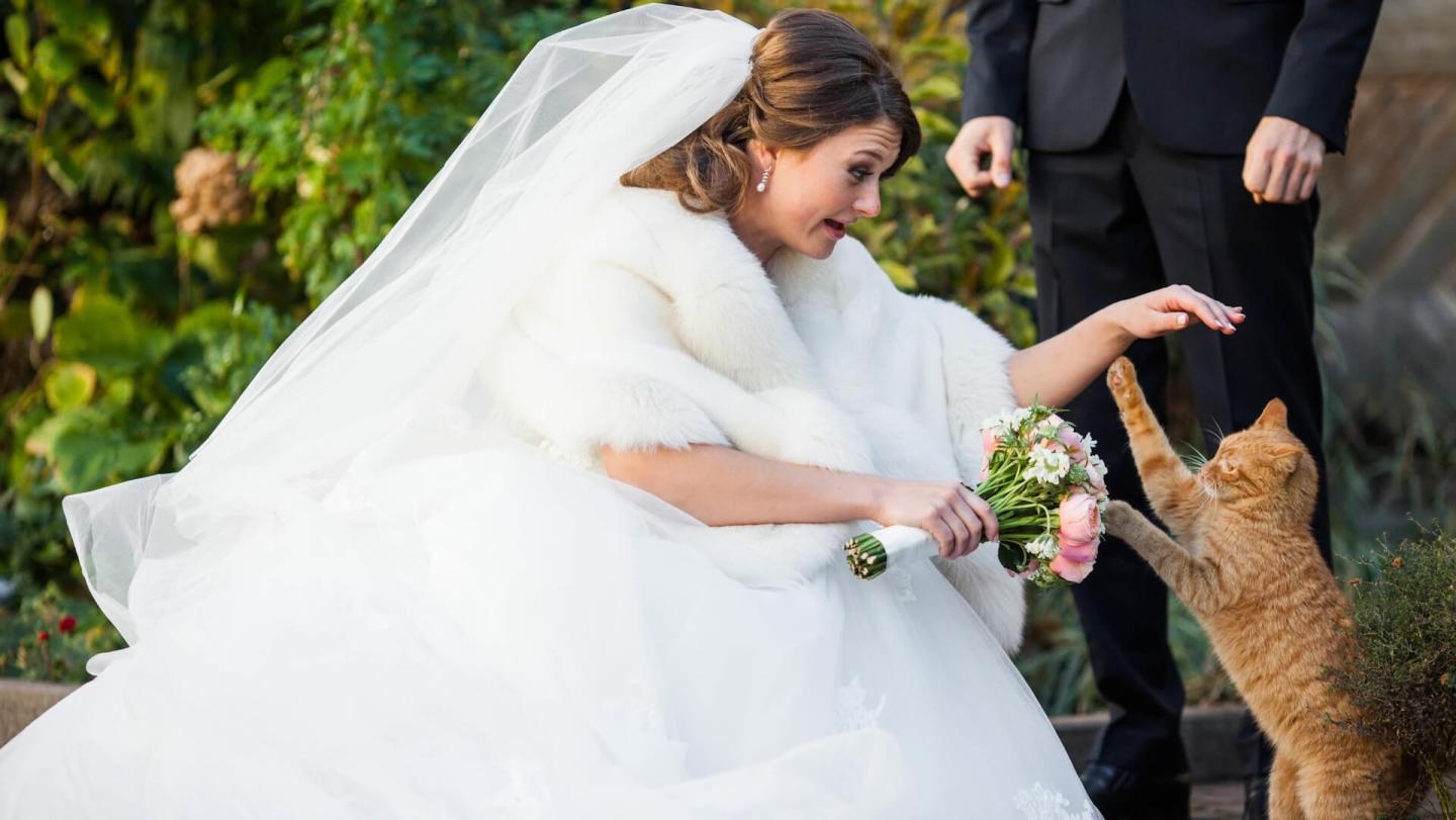 pet friendly wedding Hilton Boston Park Plaza