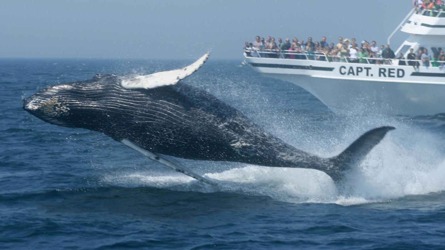 Cape Cod Whale Watching