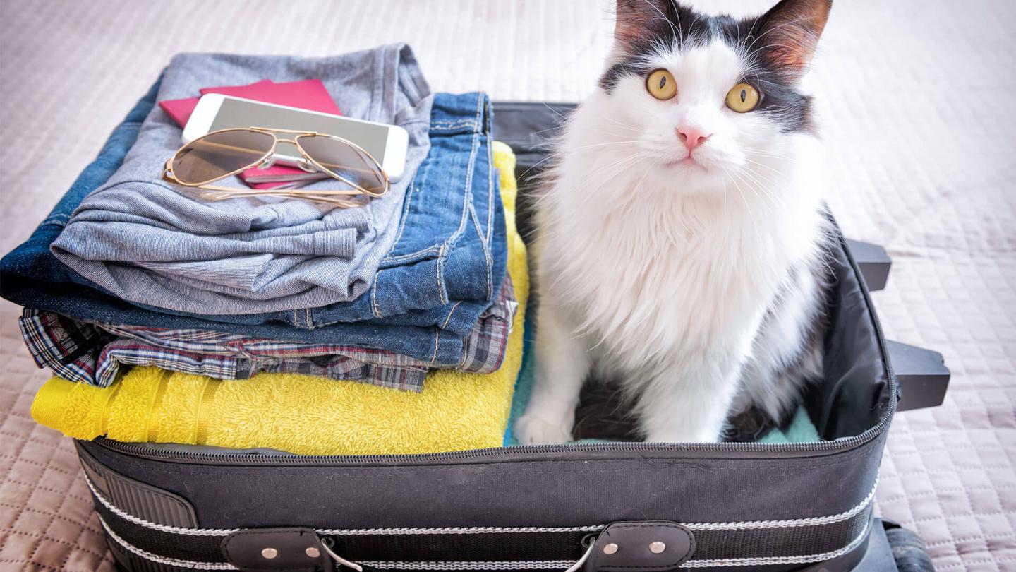 Cat Friendly Hotels in New England
