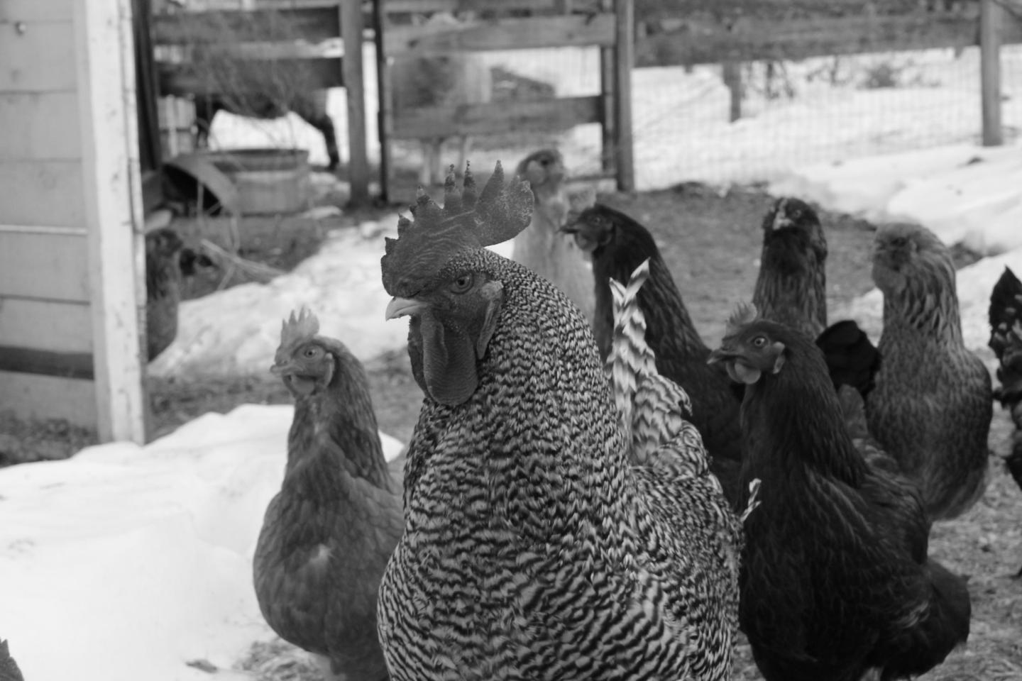 The chickens of Golden Stage!