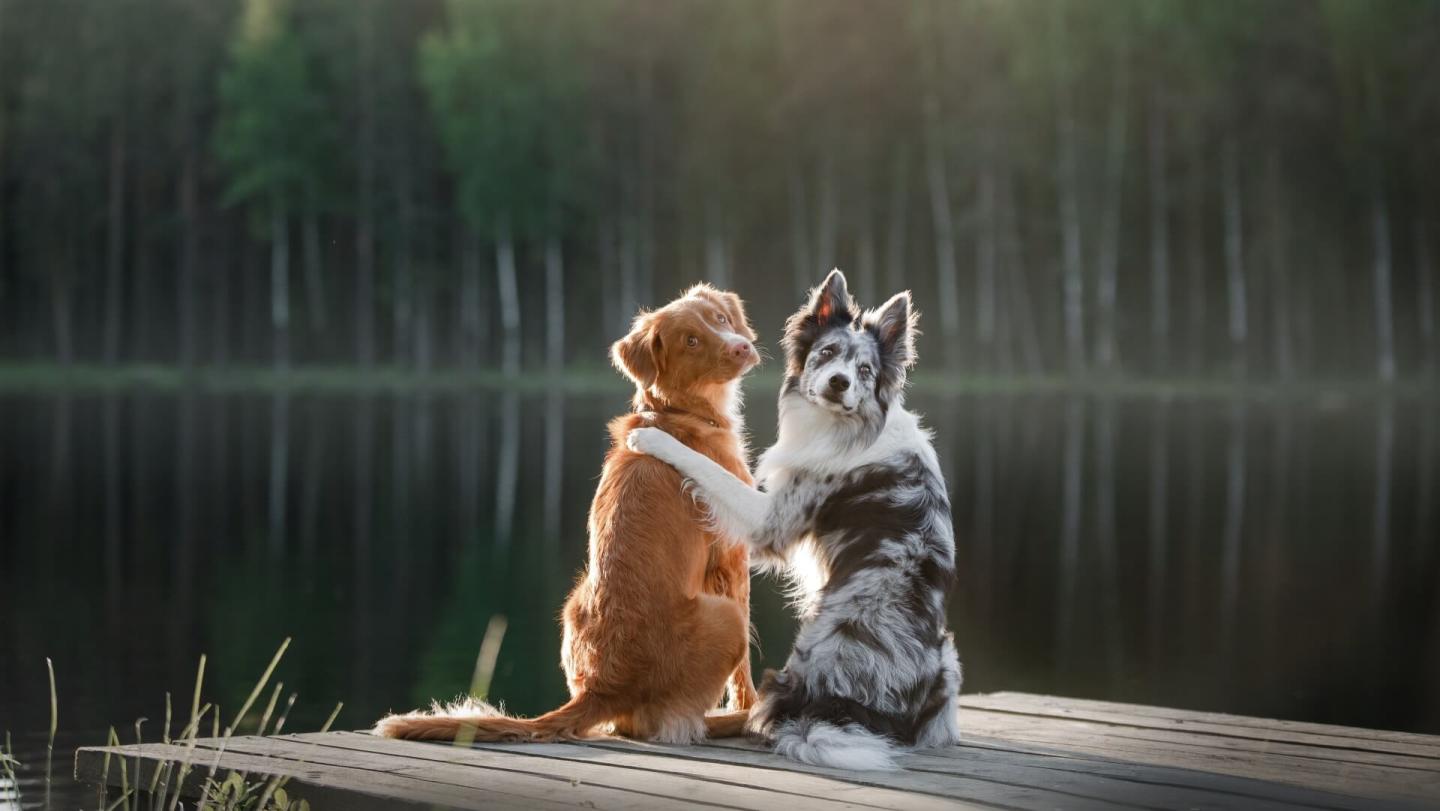 mill-falls-pet-friendly-vacation-new-hampshire