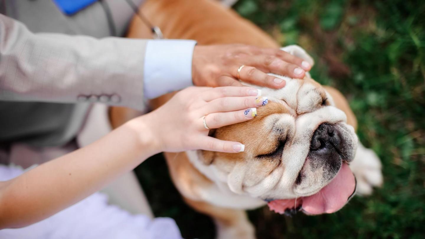 pet friendly wedding Mountain Top Inn and Resort